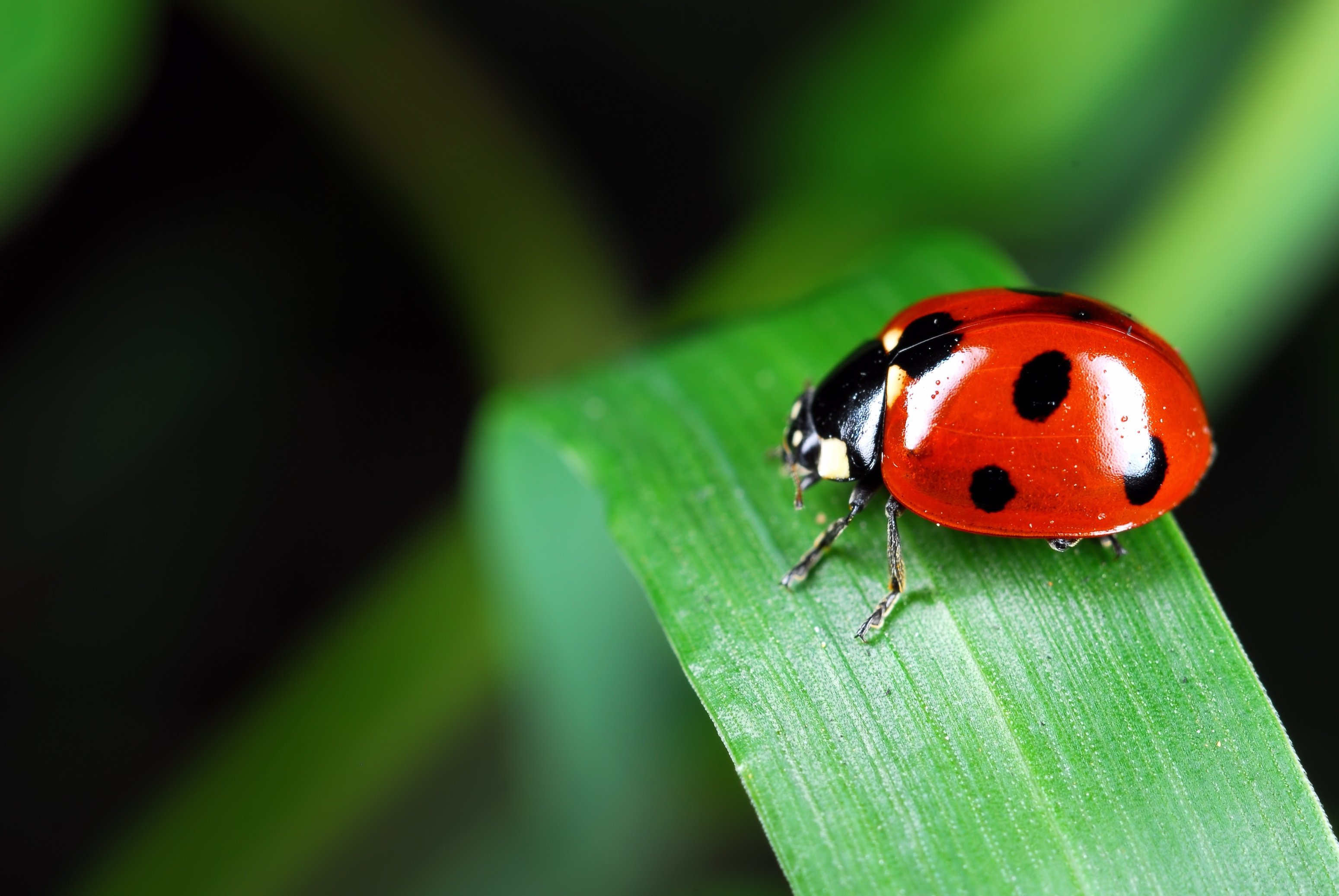 Ladybug on a Leaf