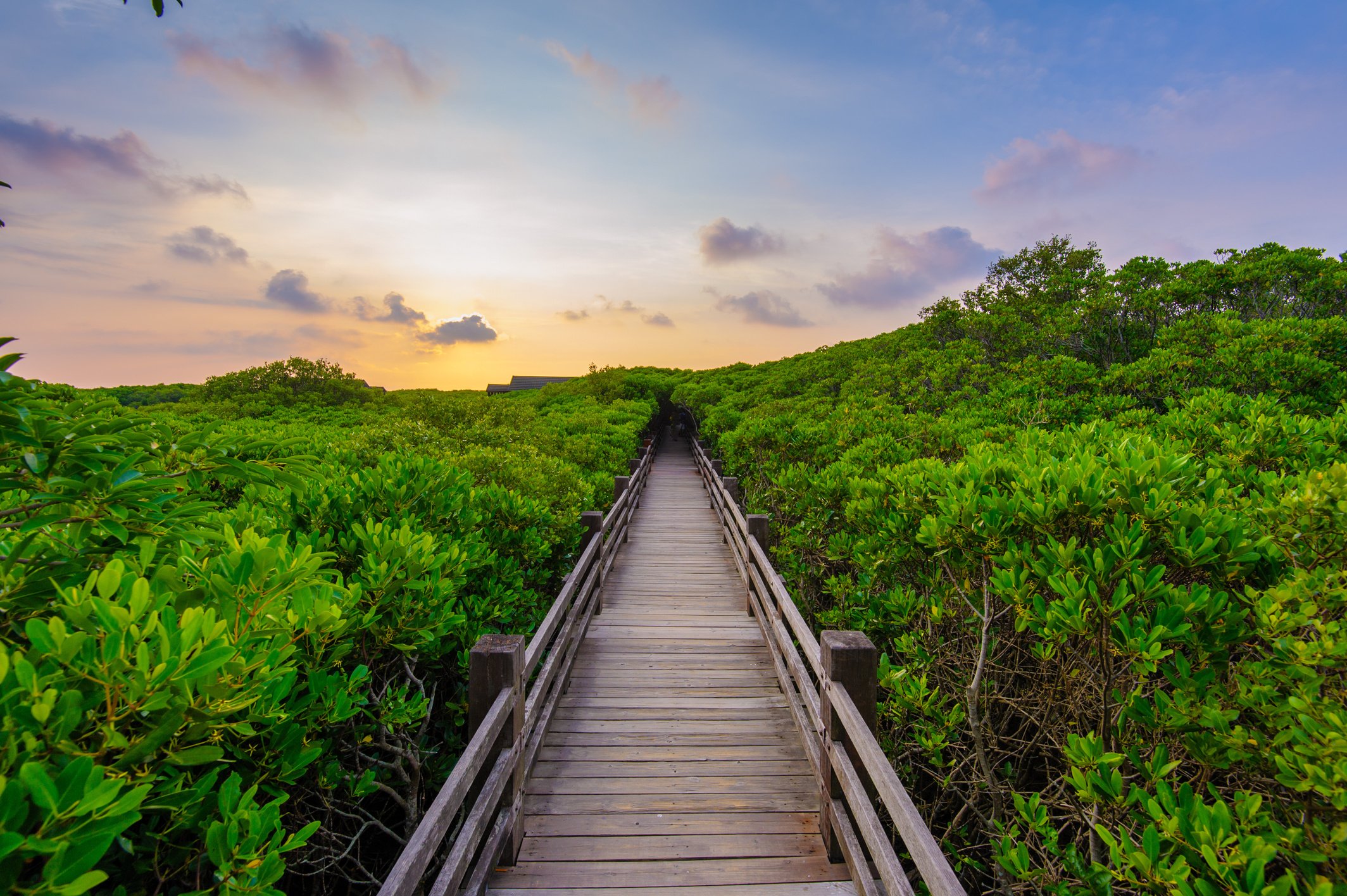 Mangrove forest